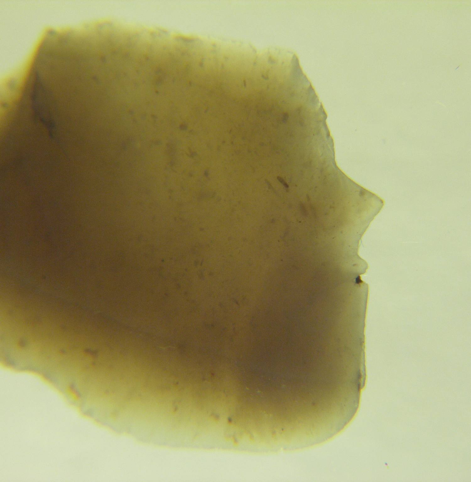 Abb. 12 Feuerstein (zahlreiche kleine Fossileinschlüsse, u.a. Bryozoen).